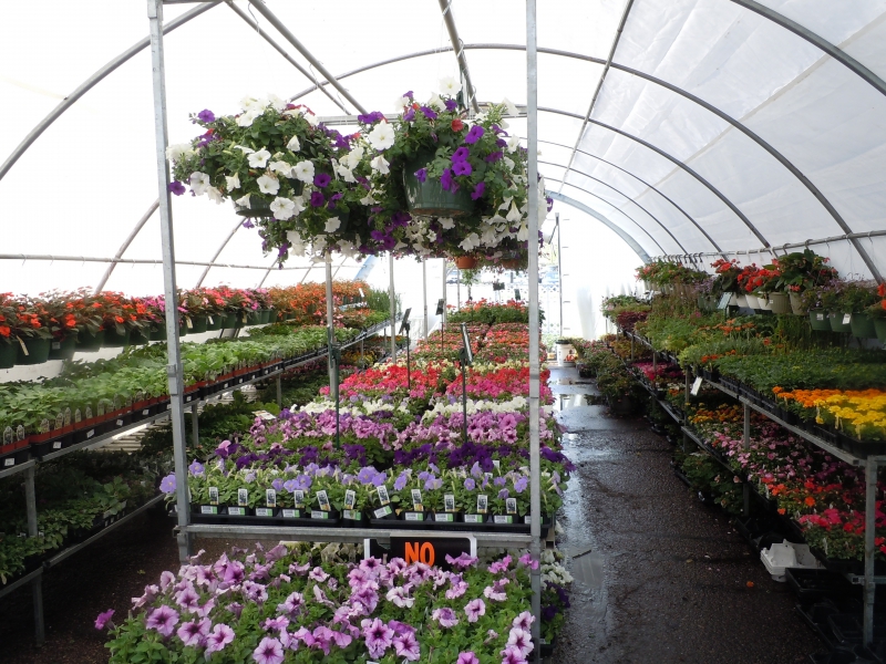 pepiniere-ST JEANNET-min_flowers-164814